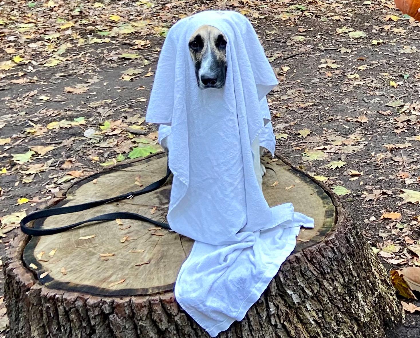 Picture of Pluto the dog dressed as a ghost